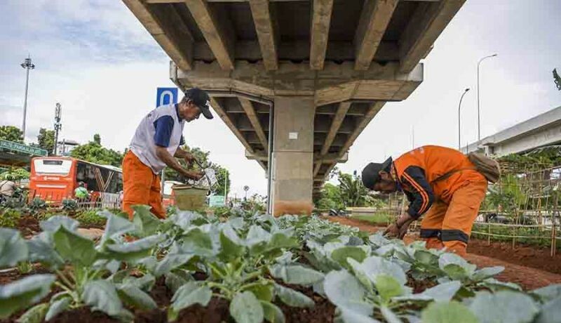 Petugas Penanganan Prasarana dan Sarana Umum (PPSU) menata tanaman di bawah kolong Tol Becakayu (Bekasi Cawang Kampung Melayu), Jakarta, Senin